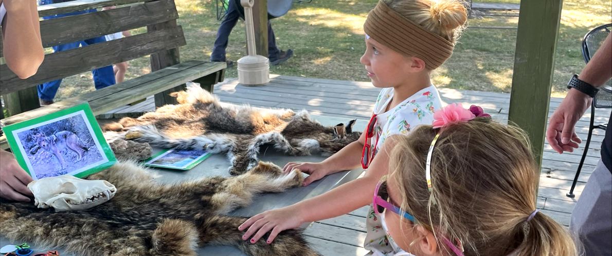 Two girls looking intently at native wildlife skins
